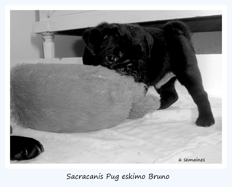 Sacracanis Pug eskimo bruno