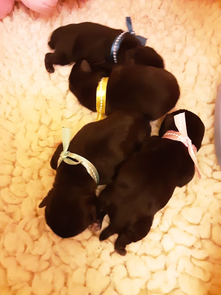4 bébés noirs disponibles ! 
