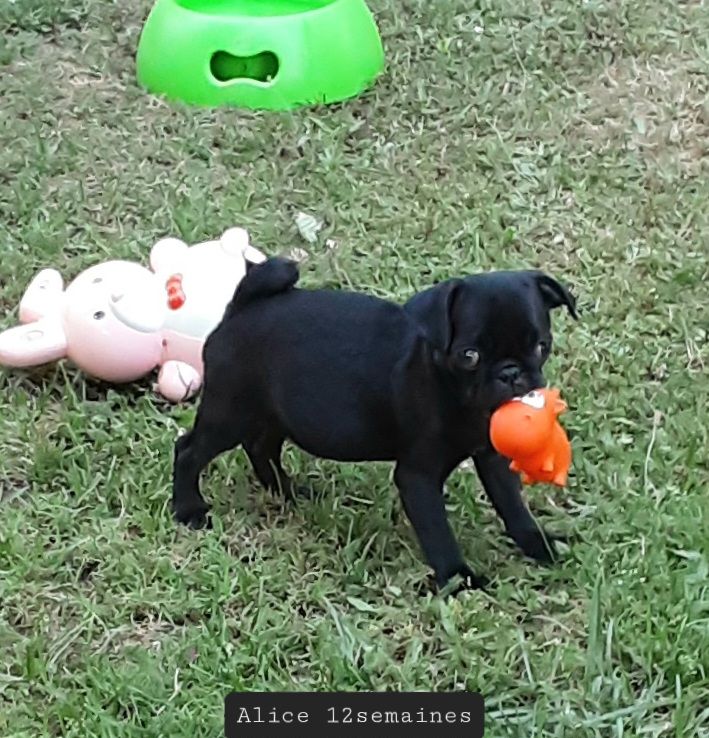 Sacracanis - Chiots disponibles - Carlin