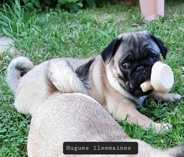 Chiot Carlin Sacracanis