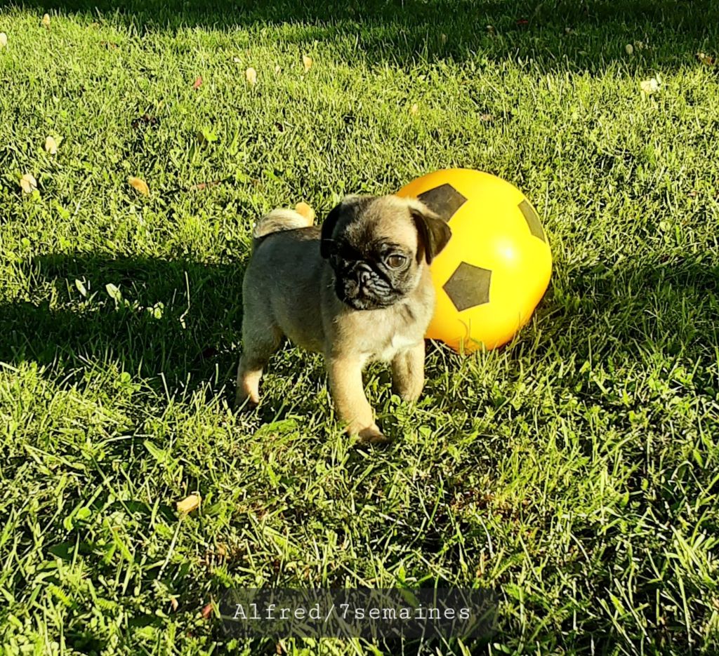 Sacracanis - Chiots disponibles - Carlin
