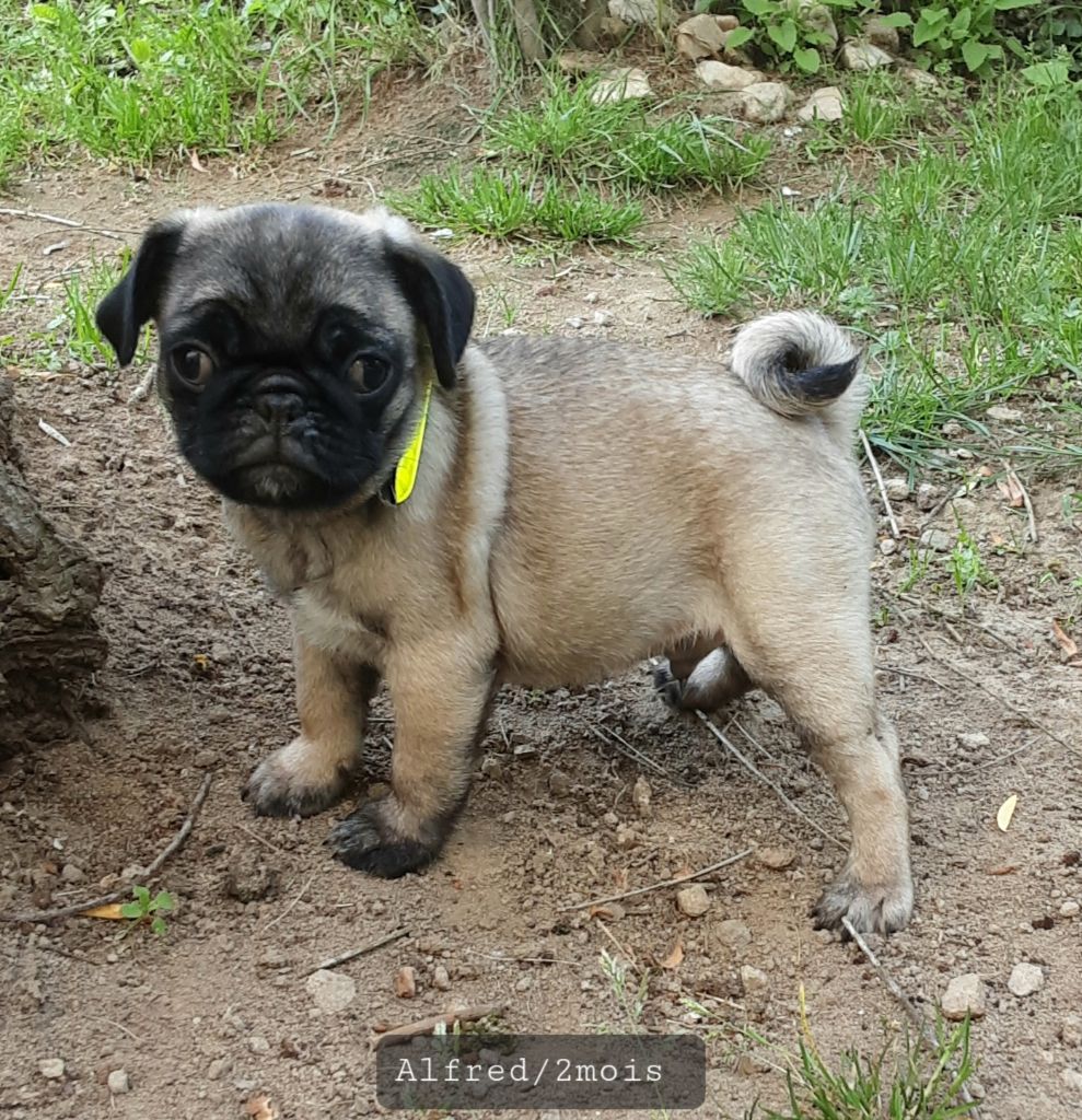 Chiot Carlin Sacracanis