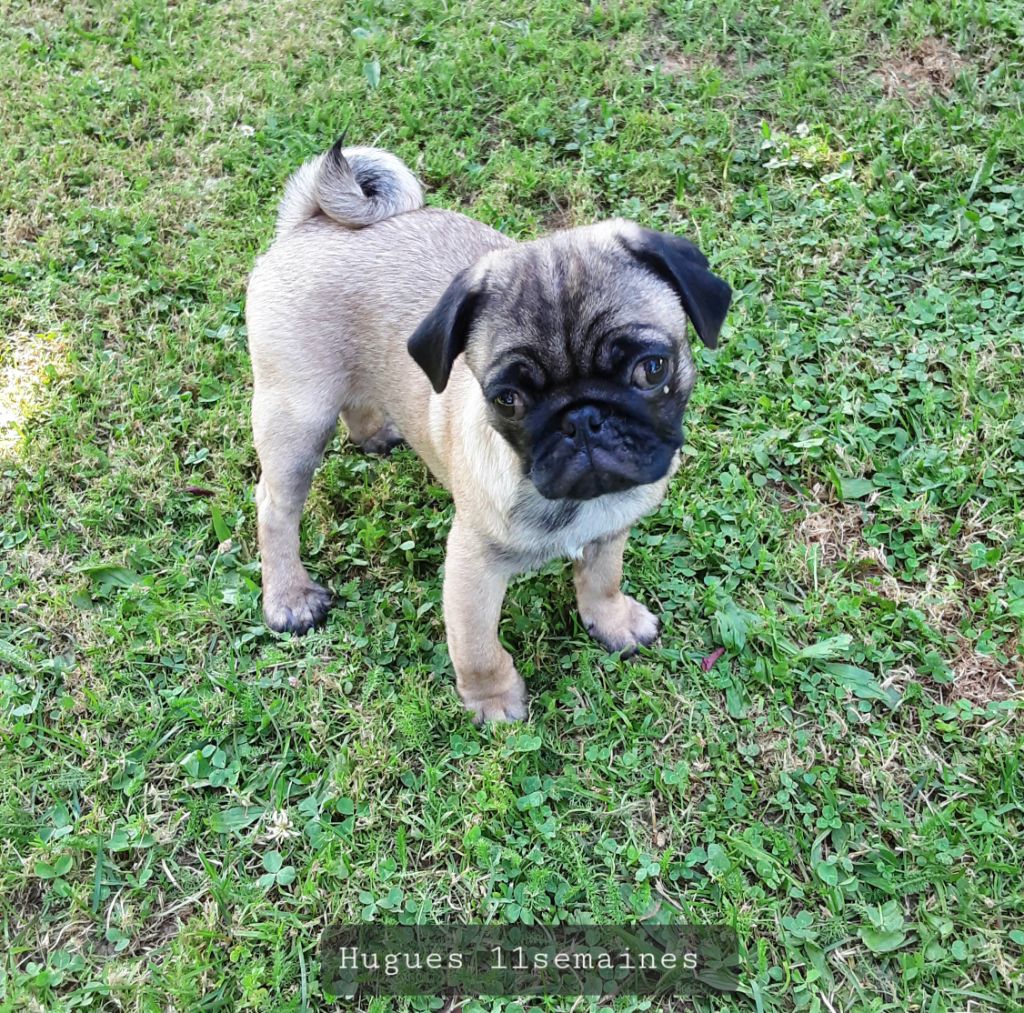 Sacracanis - Chiots disponibles - Carlin